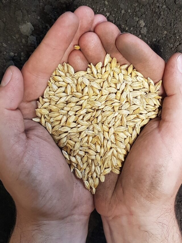 Barley_square