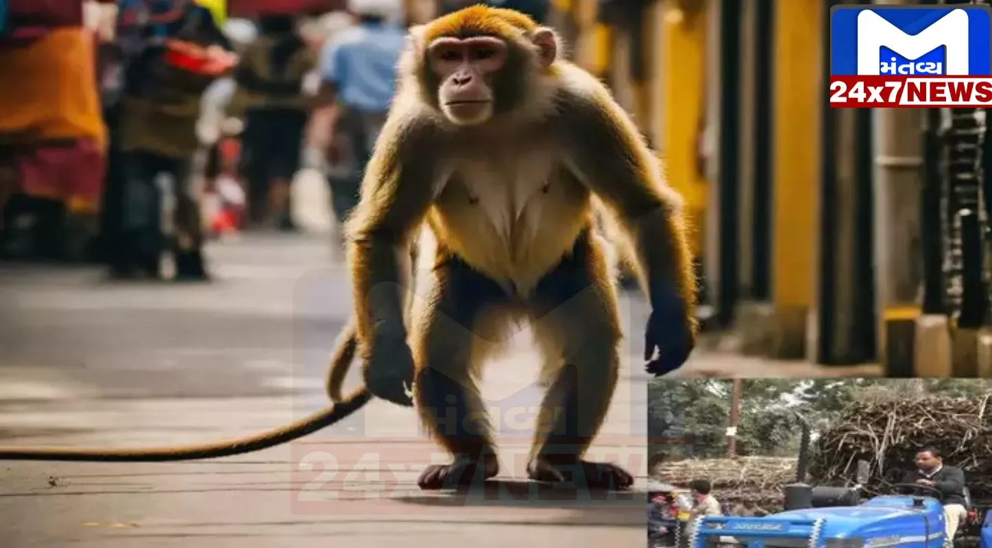 ગજબ થઈ ગયું! વાંદરાઓ 1100 ક્વિન્ટલ ખાંડ ખાઈ ગયા