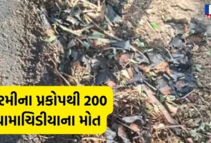 YouTube Thumbnail 6 સખત ગરમીના કારણે ઝાડવા પર બેઠેલા ચામાચિડીયા ટપોટપ પડ્યા, 200 ચામાચિડીયાના મોત થતા શહેરમાં મચ્યો હાહાકાર