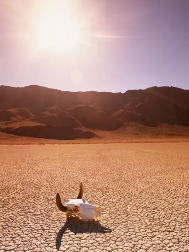 2_USA-California-Death-Valley-cattle-skull-on-the-Racetrack-Playa