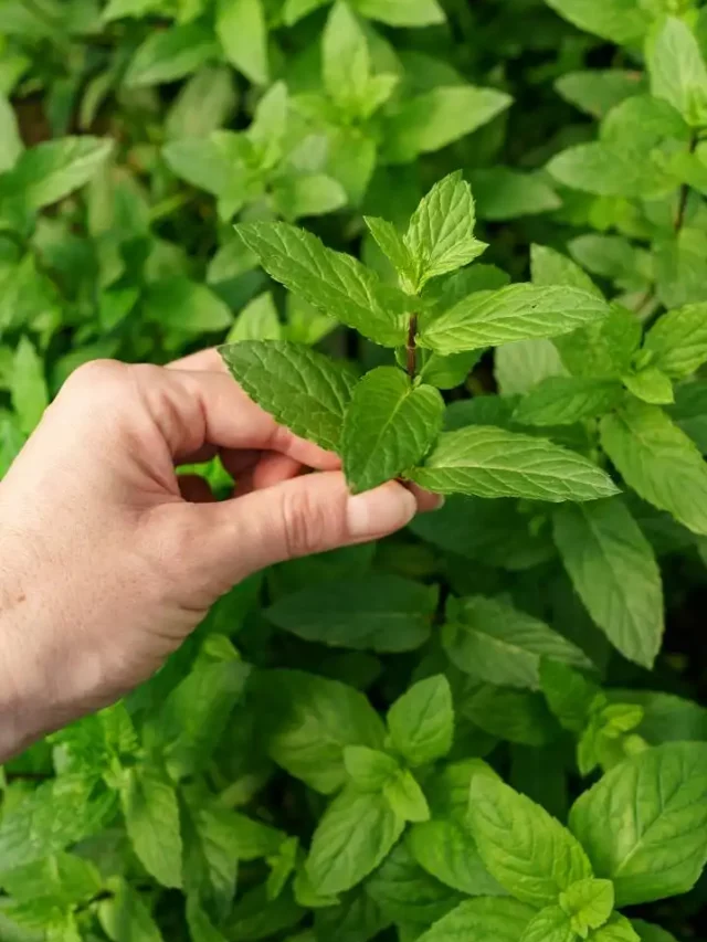 woman-hand-close-up-touching-fresh-organic-mint-garden