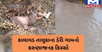 Jamnagar: બળદગાડું તણાતા દોઢ વર્ષનો બાળક અને બે બળદ પાણીમાં ડૂબ્યા