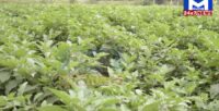 ગોધરા તાલુકાના નદીસર ગામના ખેડૂતે પ્રાકૃતિક ખેતી અપનાવી અન્ય ખેડૂતો માટે બન્યા પ્રેરણાસ્ત્રોત