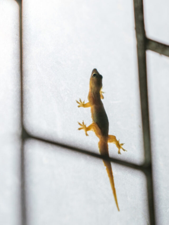 How-To-Get-Rid-Of-Lizards-At-House-shutterstock_1321353695-1200x700-compressed