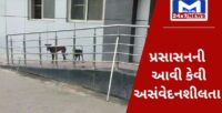 મહિલા હોસ્પિટલમાં નવજાત શિશુની ખોપડીને કૂતરાં ચાવતા હતા