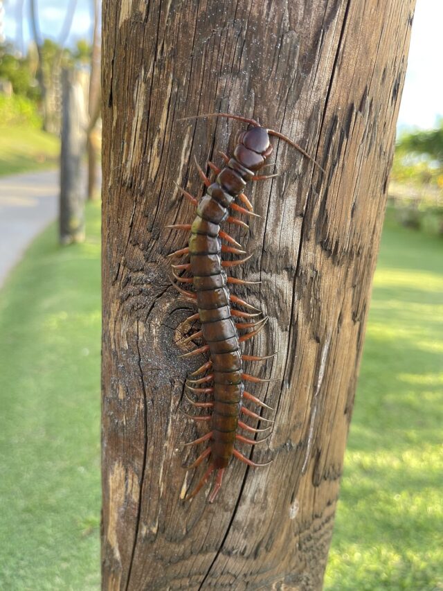 Scolopendra_subspinipes_as_found_on_the_Hawaiian_Island_of_Maui