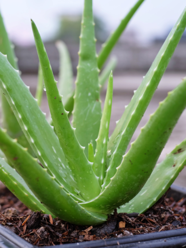 aloe-vera-healthy