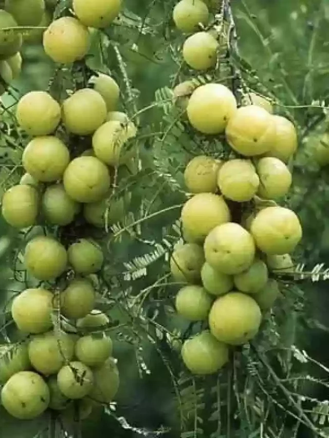 francis-amla-plant-1-infinite-green-original-imafvwfjzcggfdzg