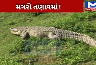 gujarat-vadodra-stress-pushing-crocodiles-brink-study-reports-vishwamitri-rive
