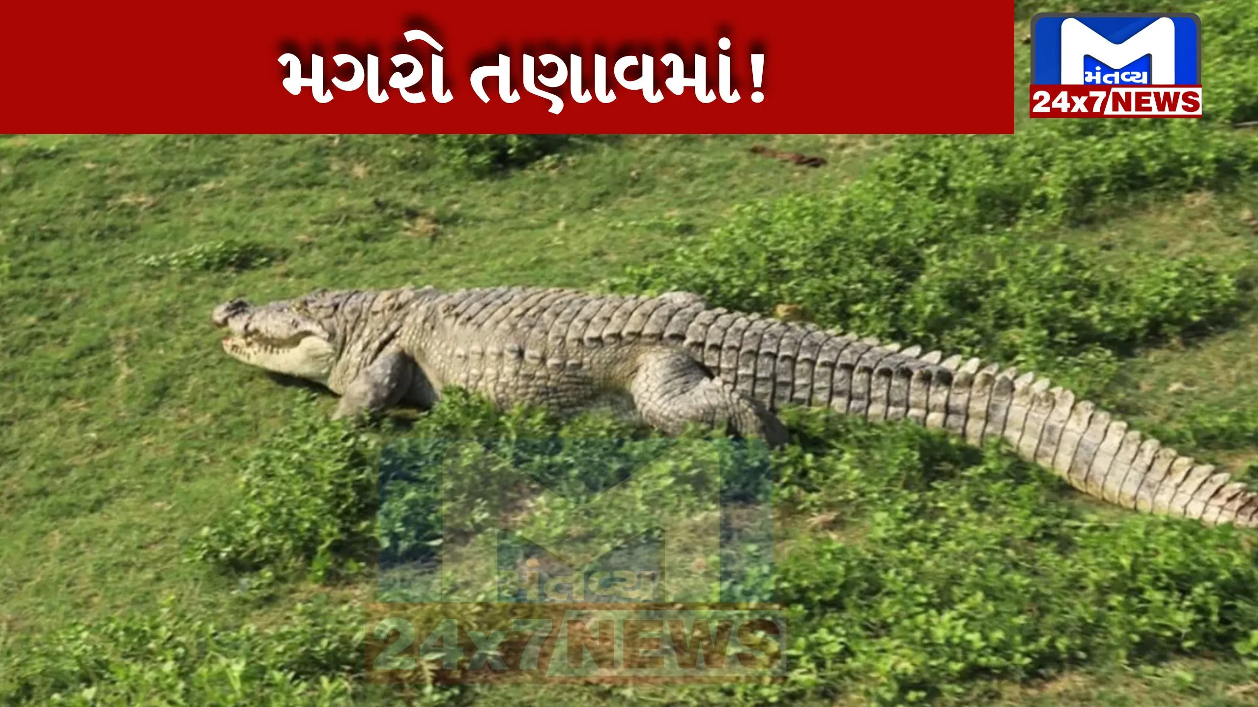 gujarat-vadodra-stress-pushing-crocodiles-brink-study-reports-vishwamitri-rive