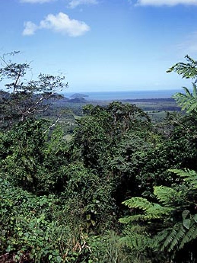 JUNGAL