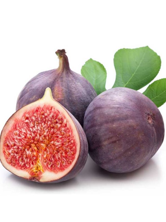 Anjeer-Common-fig-Plant-1-1
