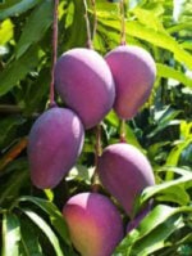 Japanese-Miyazaki-Mango-Plant-3x4-Product-Peppyflora-01-a-Moz-150x200
