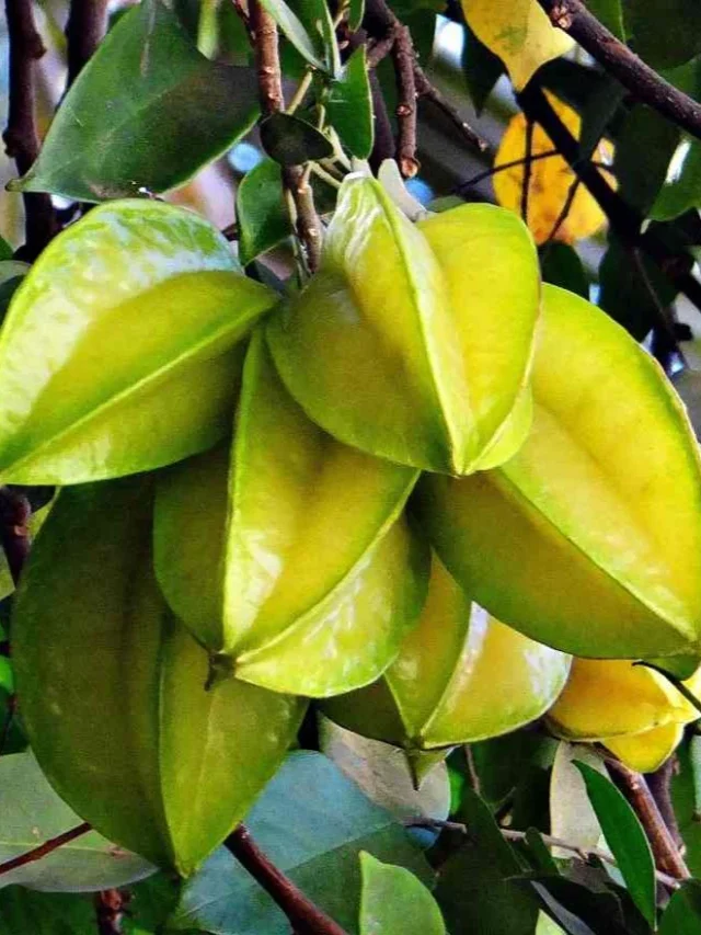 starfruit-284575_1920