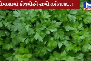 coriander-spoil-monsoon-tips-fresh-week