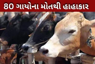 80 ગાય મૃત્યુ પામી