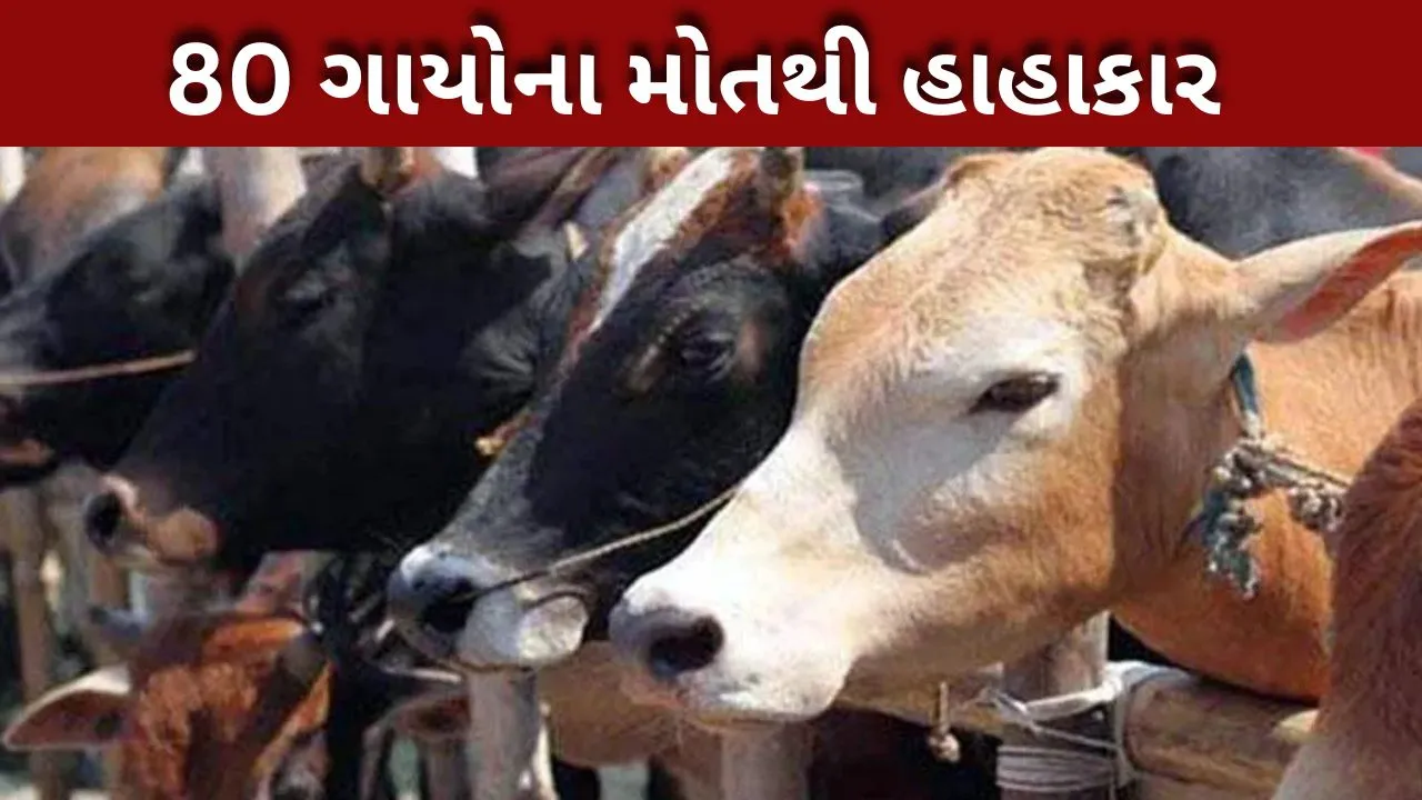 80 ગાય મૃત્યુ પામી
