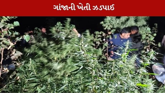 બોટાદ મા ગાંજાની ખેતી પકડાઈ
