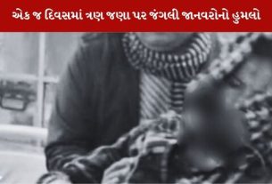 બે મહિલા સહિત ત્રણ જણા પર જંગલી જાનવરોનો હુમલો