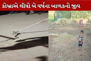 કોબ્રા સાપ