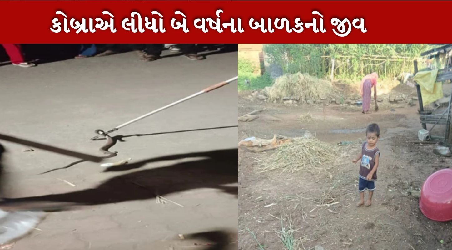 કોબ્રા સાપ
