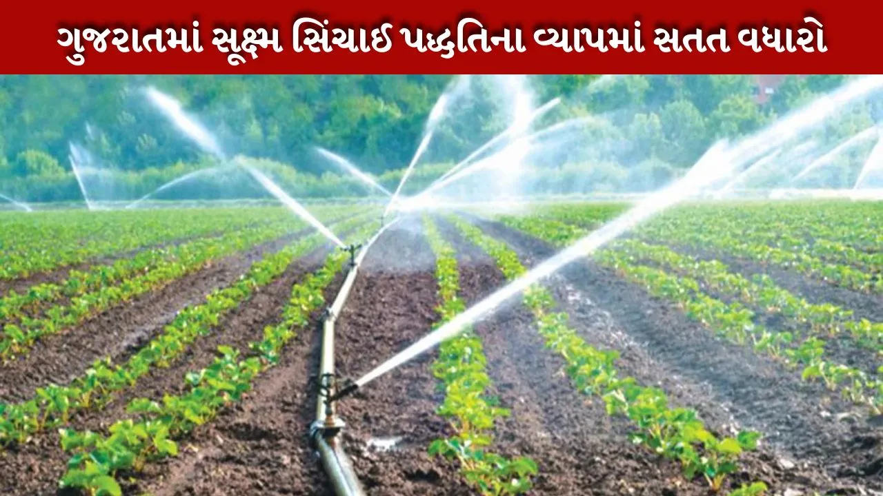 Farmers adopted micro-irrigation system