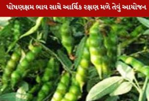 આગામી સમયમાં ટેકાના ભાવે તુવેર પાકની ખરીદી કરવાનું આયોજન