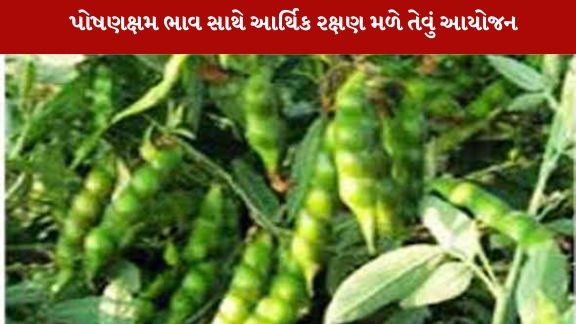 આગામી સમયમાં ટેકાના ભાવે તુવેર પાકની ખરીદી કરવાનું આયોજન