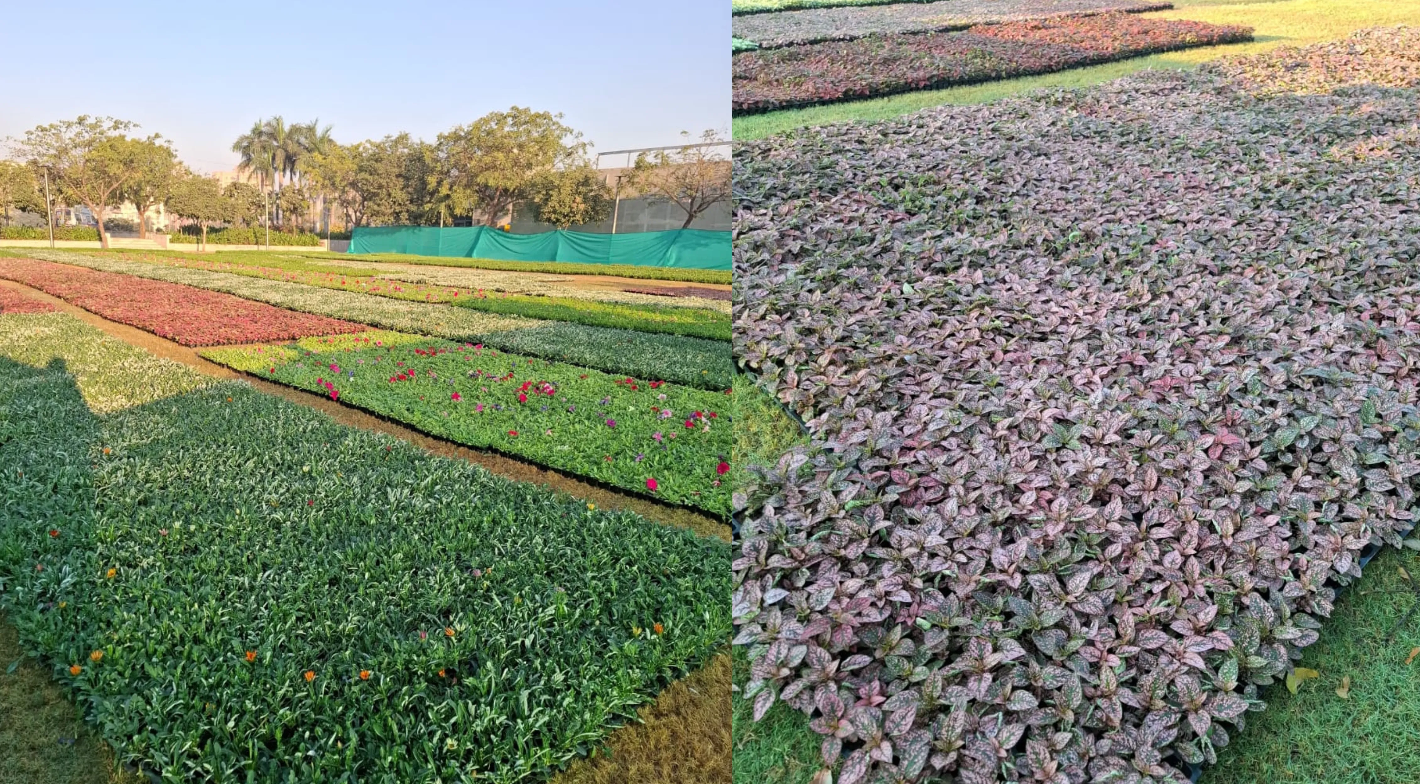 AMC દ્વારા આ ફ્લાવર શો(flower show) માટે રોપણ અને વ્યવસ્થાપન