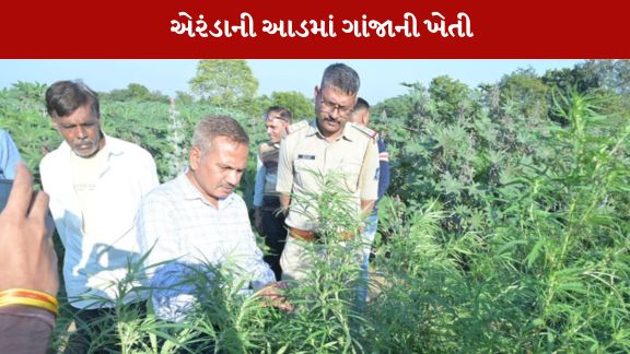 પોલીસ તપાસમાં ગાંજાના 258 નંગ છોડ મળી આવ્યા હતા.