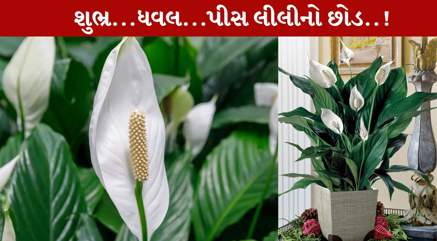 શિયાળા, પીસ લીલી, છોડ, ટિપ્સ