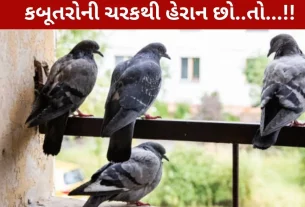 કબૂતરો, ગંદકી, ટિપ્સ