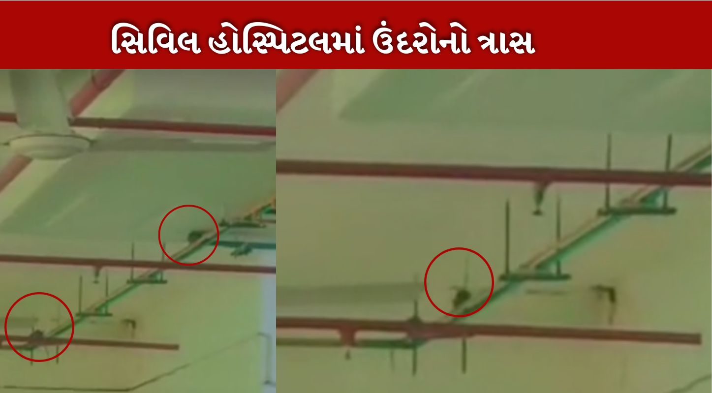 ગાંધીનગર સિવિલ હોસ્પિટલમાં ઉંદરોનો ત્રાસ
