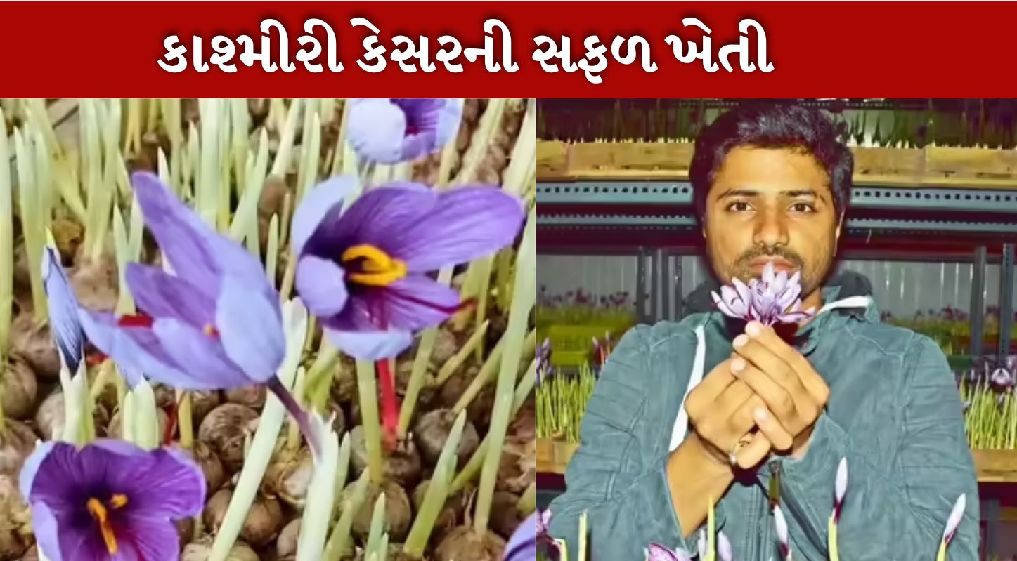 કાશ્મીરી કેસર