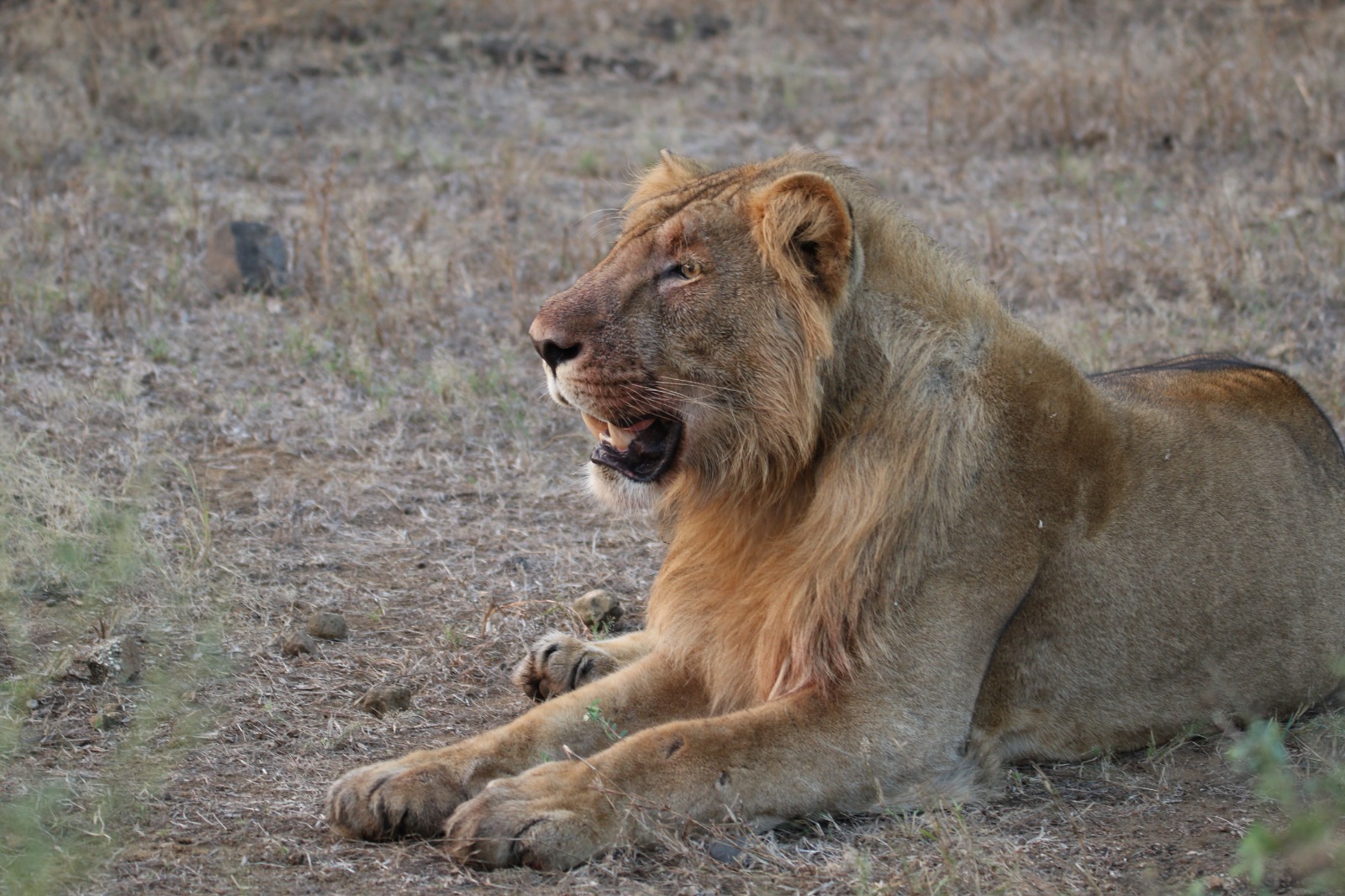વન્યજીવ મા વધારો સિંહ lion