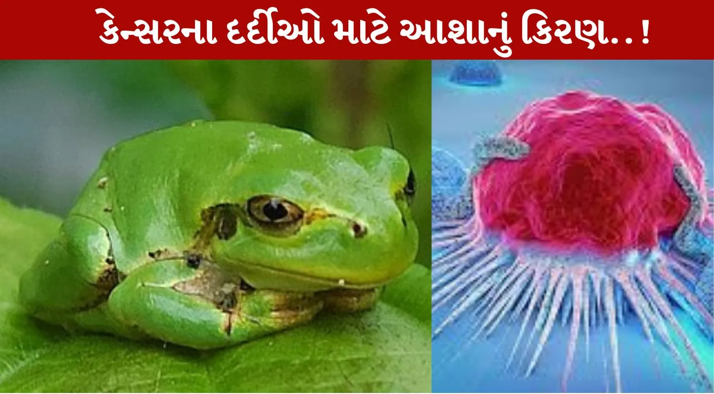 Cancer, કેન્સર, જાપાન, ટ્રી ફ્રોગ, બેક્ટેરિયા