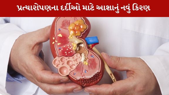 kidney