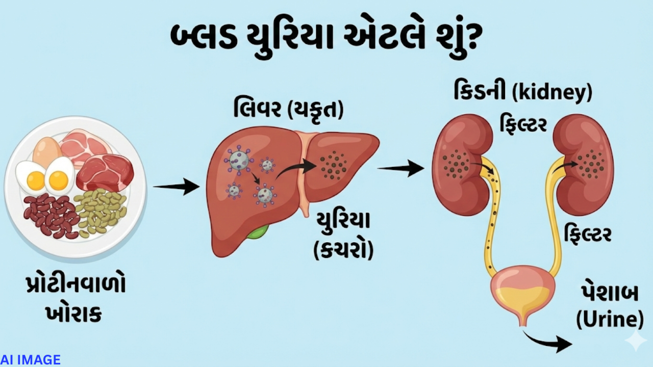 Kidney
