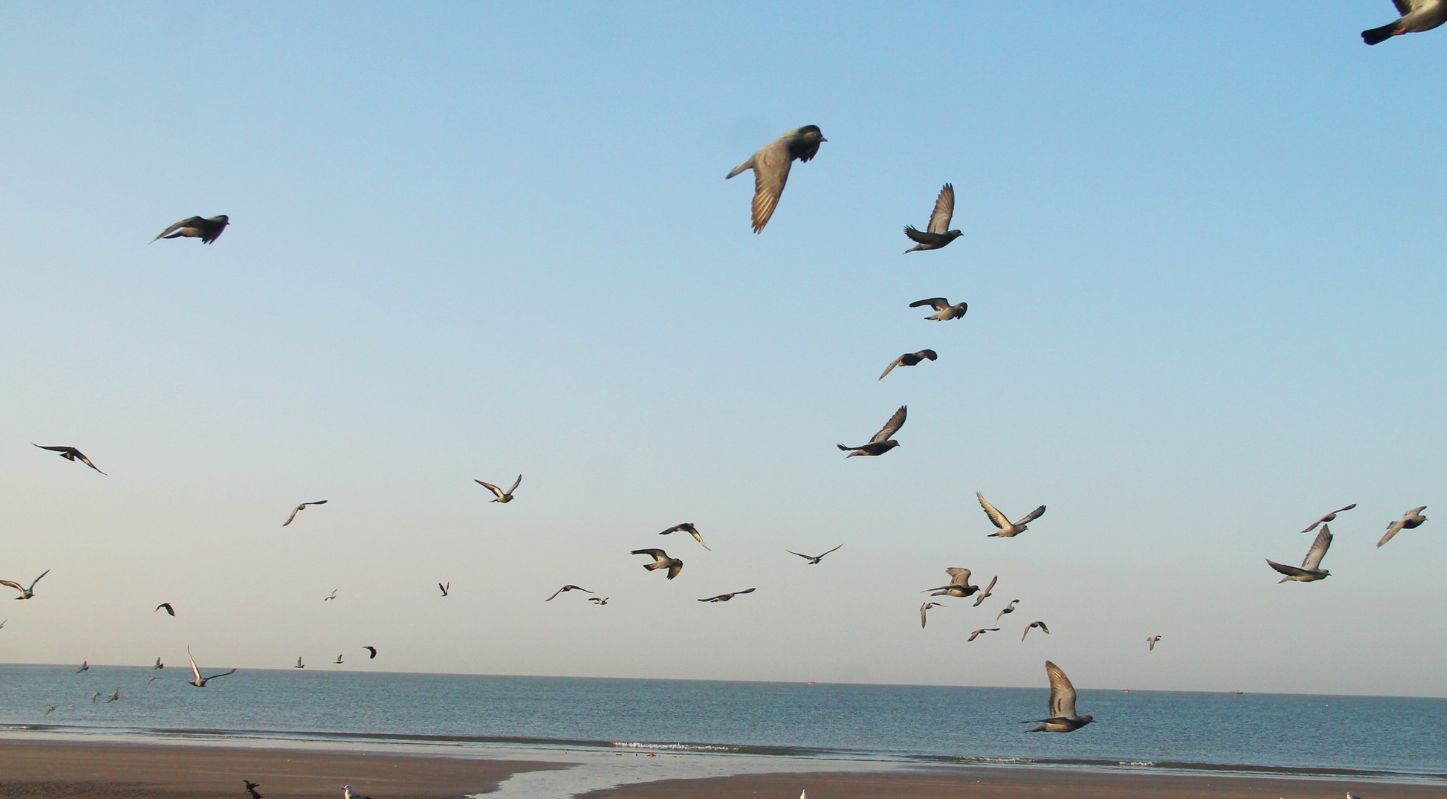 Mandvi Beach