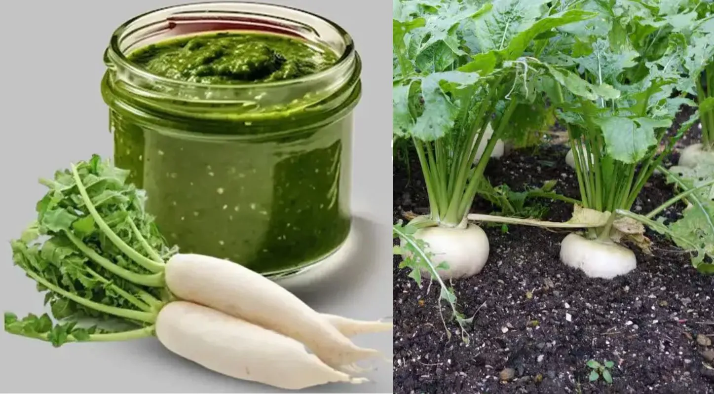 Mooli Chutney, મૂળાની ચટણી, શિયાળા, રેસિપી