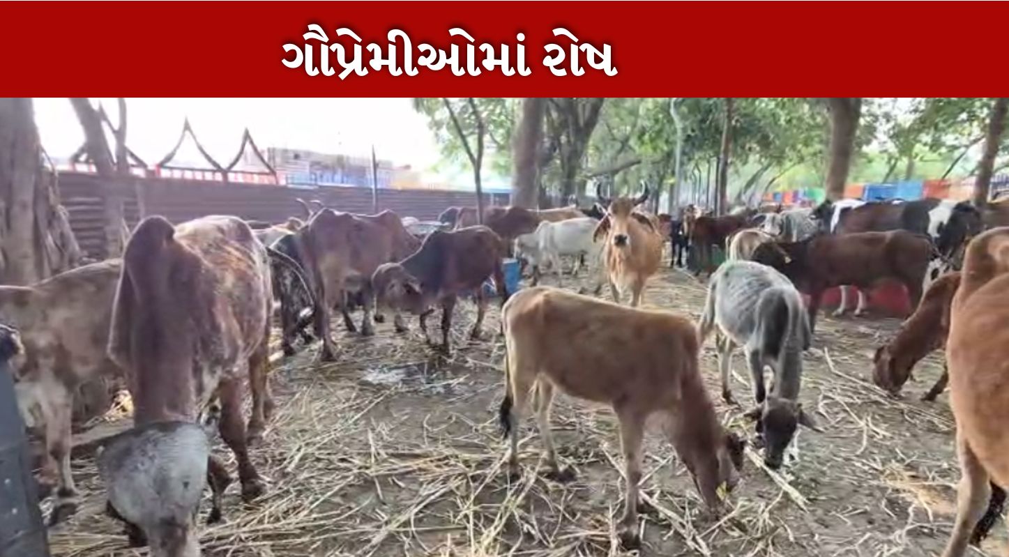 Cow Deaths