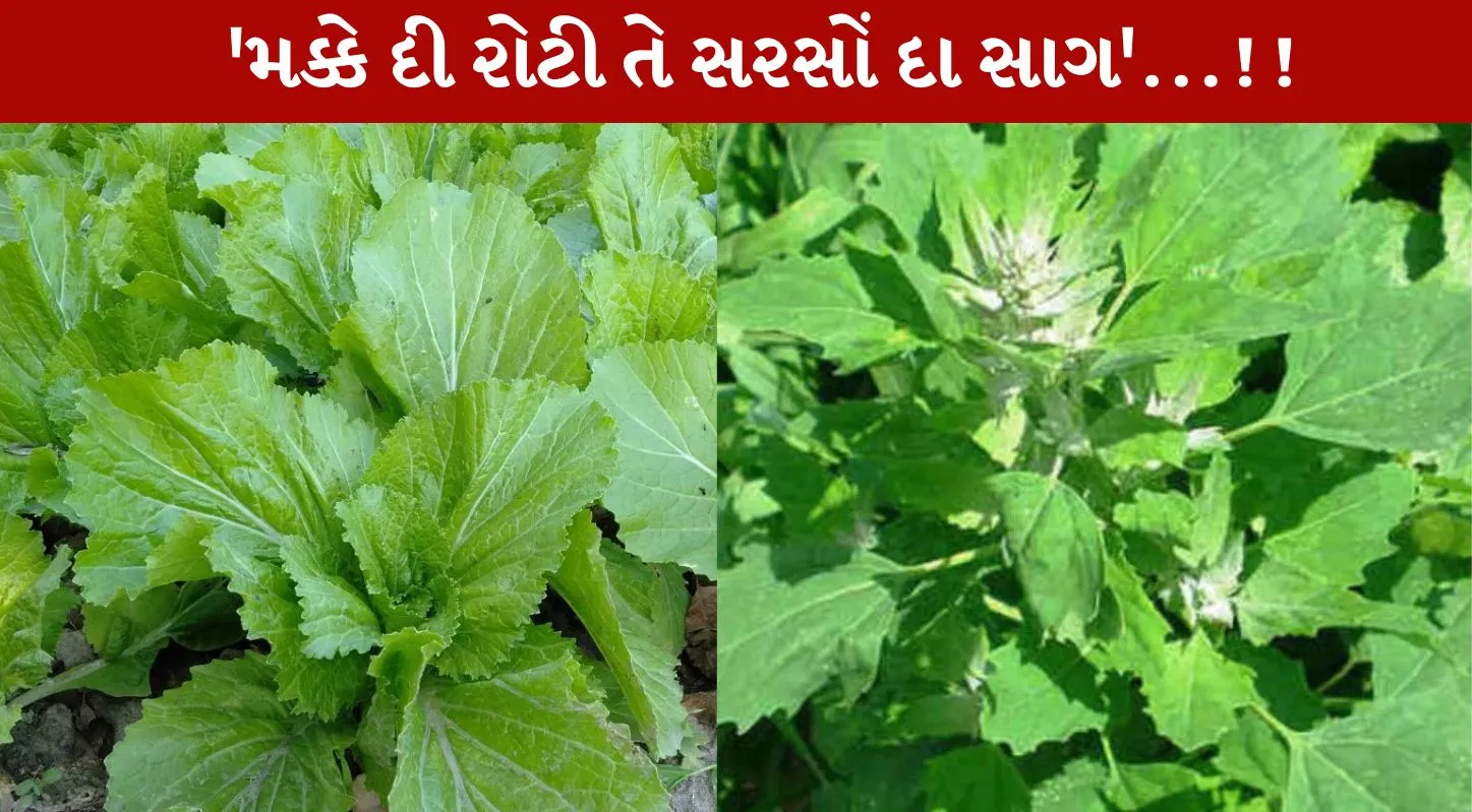 Sarson Bathua, સરસવ બથુઆ, શિયાળા, હૅલ્થ