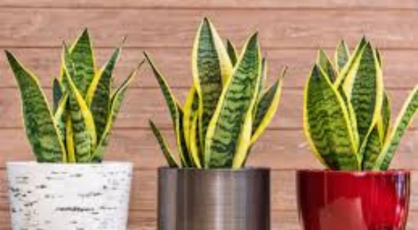 Snake Plant, સ્નેક પ્લાન્ટ, શિયાળા, ટિપ્સ