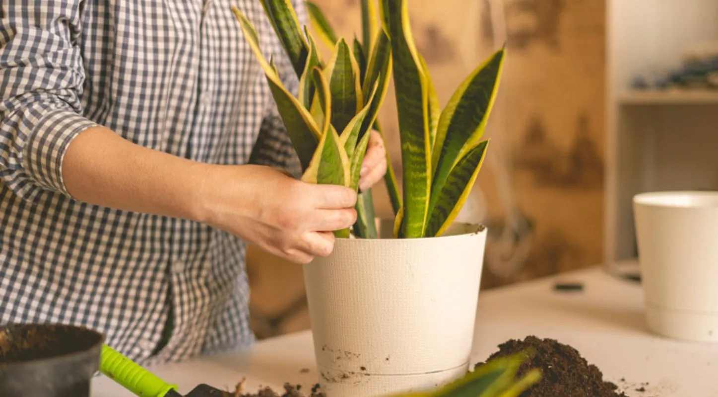 Snake Plant, સ્નેક પ્લાન્ટ, શિયાળા, ટિપ્સ