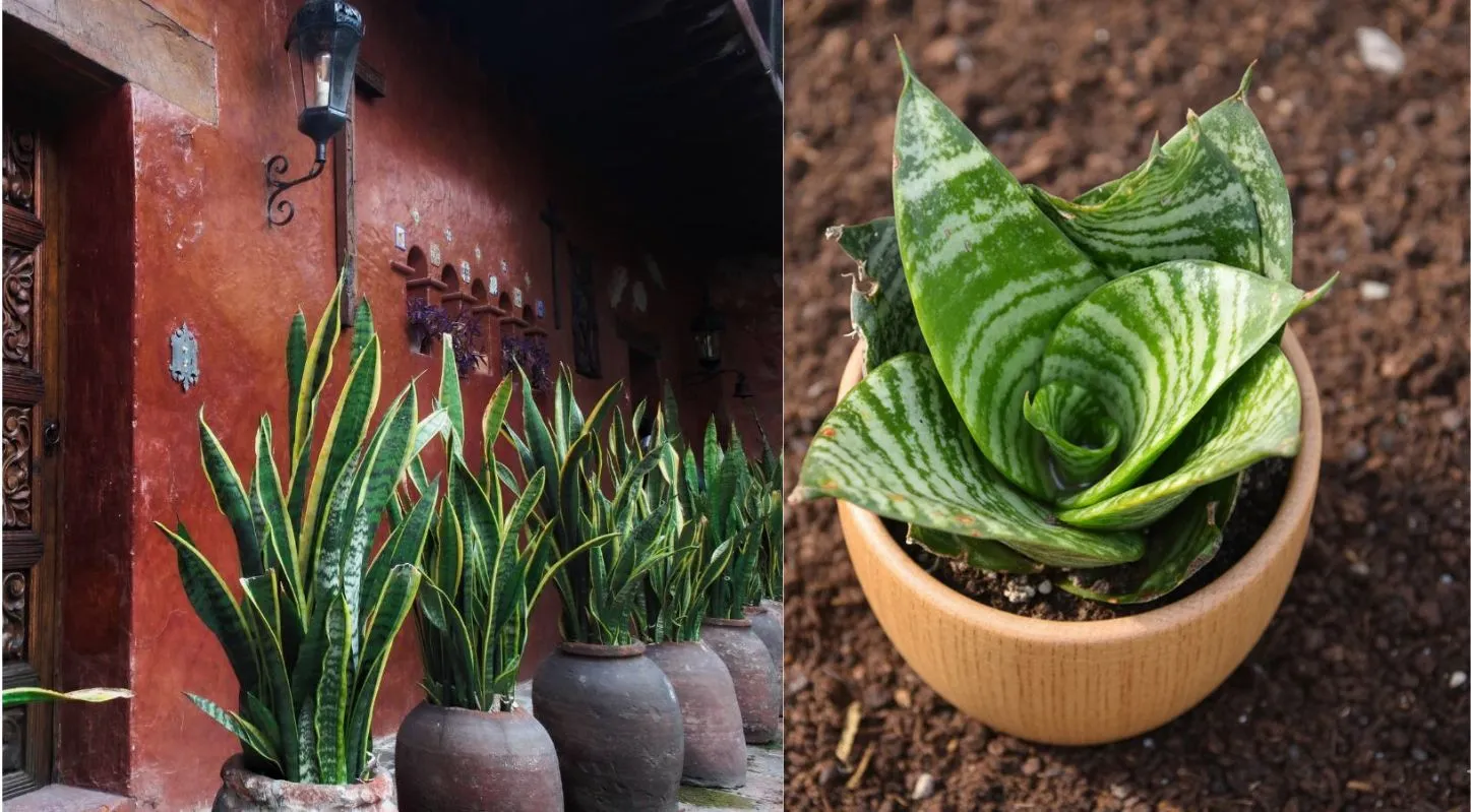 Snake Plant, સ્નેક પ્લાન્ટ, શિયાળા, ટિપ્સ