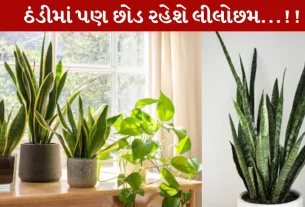 Snake Plant, સ્નેક પ્લાન્ટ, શિયાળા, ટિપ્સ