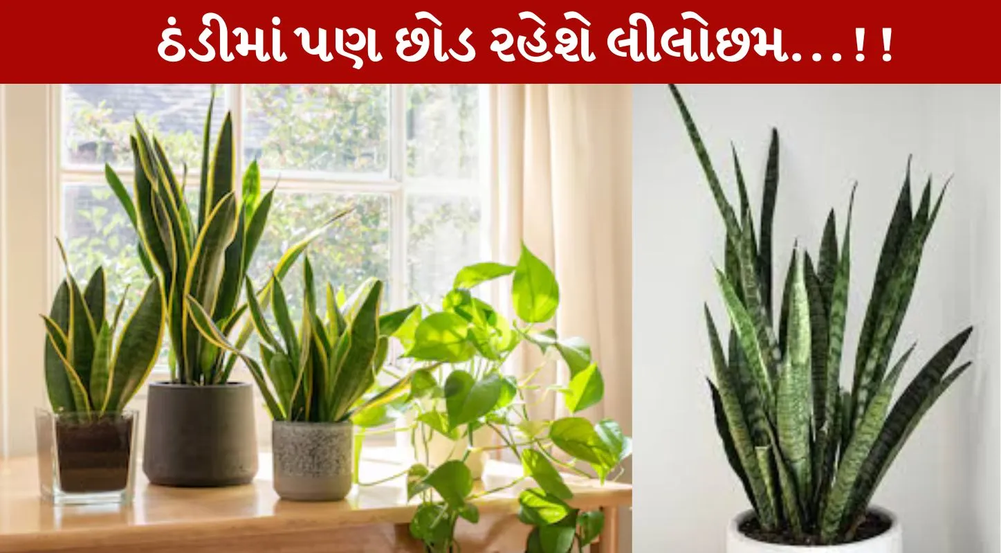 Snake Plant, સ્નેક પ્લાન્ટ, શિયાળા, ટિપ્સ