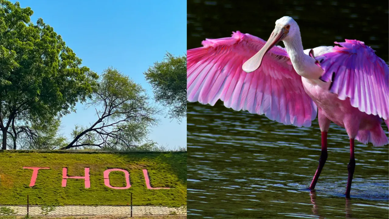 Bird Sanctuary
