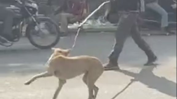 થોડા સમય બાદ હડકાયેલા કૂતરા (Rabid Dog) નું મોત થયું