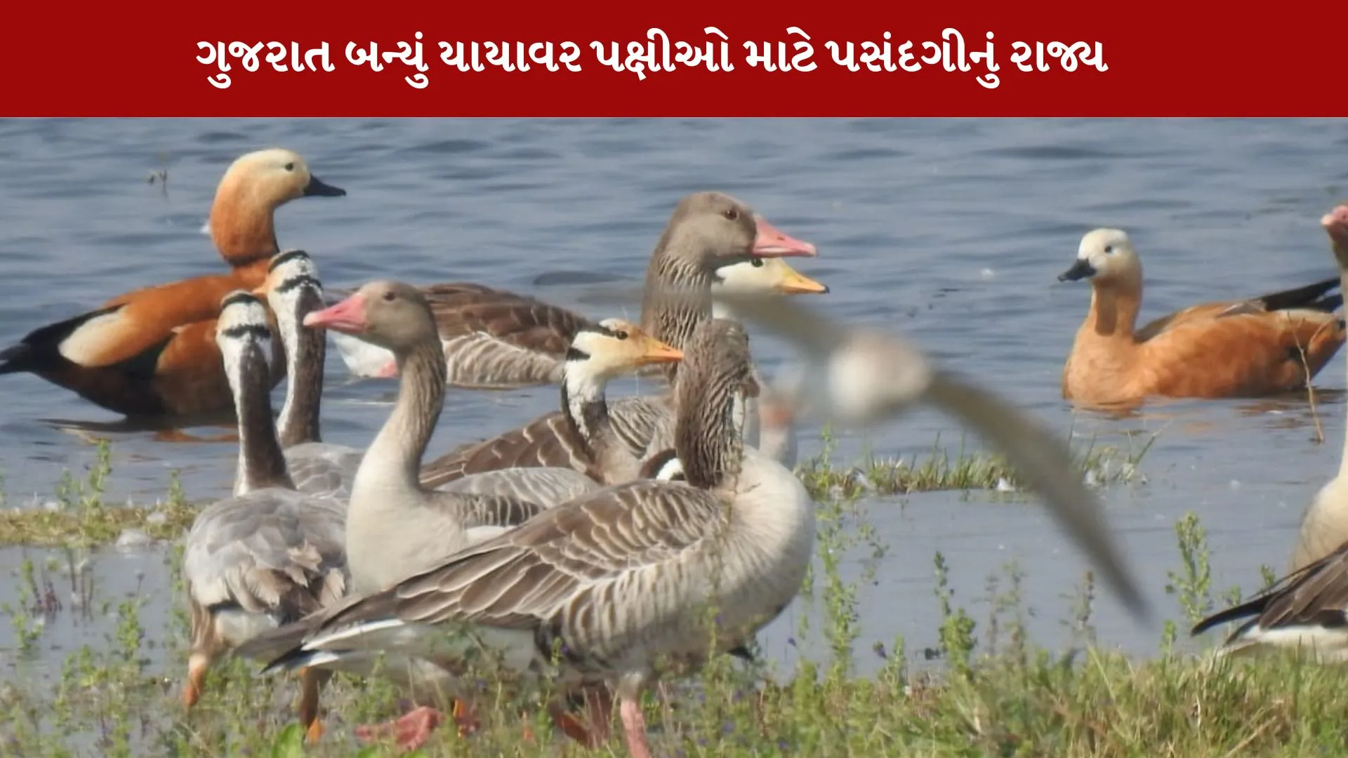 Gujarat